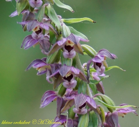 kleine wilde orchidee