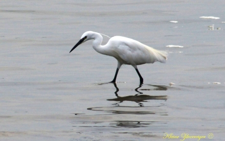 Kleine Zilverreiger
