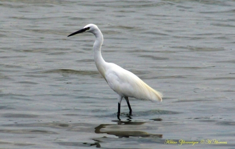 Kleine Zilverreiger