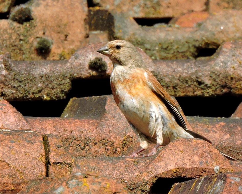 Kleuren in balans - Vogels - Kneu