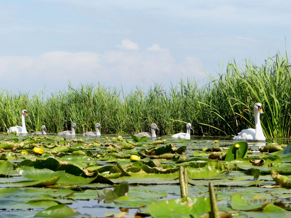 Knobbelzwaan familie - Vogels - Knobbelzwaan