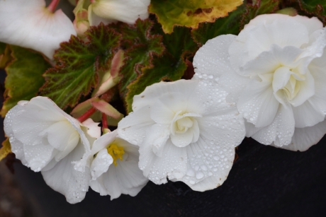 Knolbegonia
