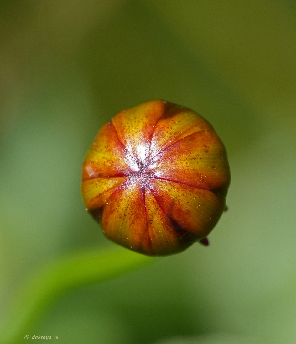 Luchtballon? - Planten - Dahlia