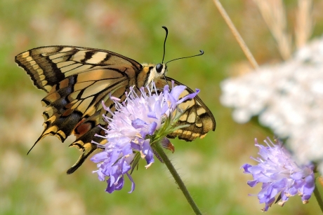 Koningin op Duifkruid