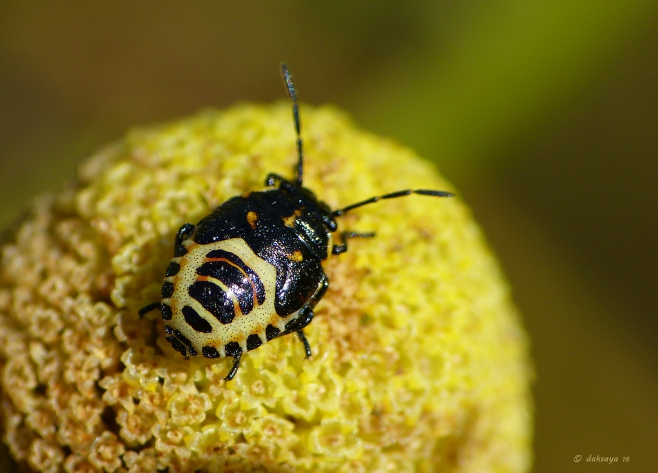 Koolwants (nimf) - Geleedpotigen - 