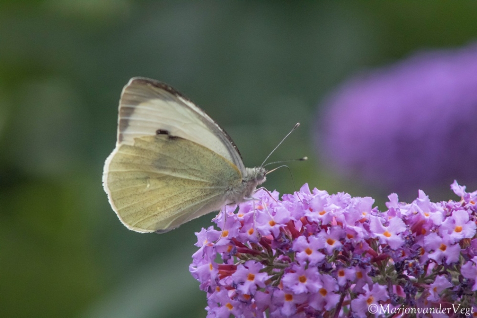 Koolwitje - Geleedpotigen - Koolwitje