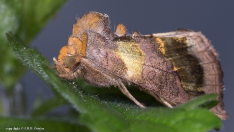 Koperuil (Diachrysia chrysitis)