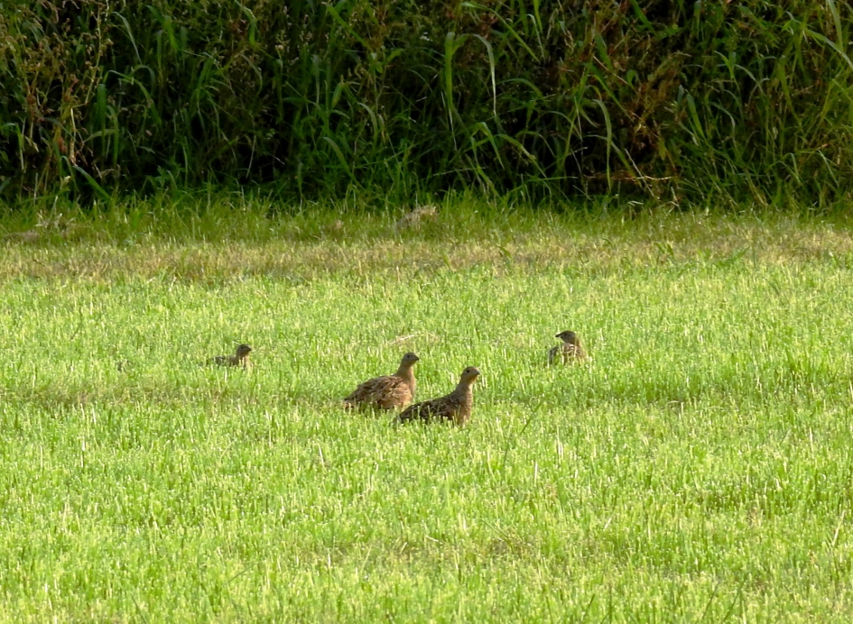 Koppel patrijzen - Vogels - Patrijs