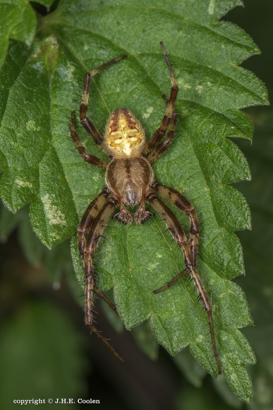 Kruisspin - Geleedpotigen - Kruisspin