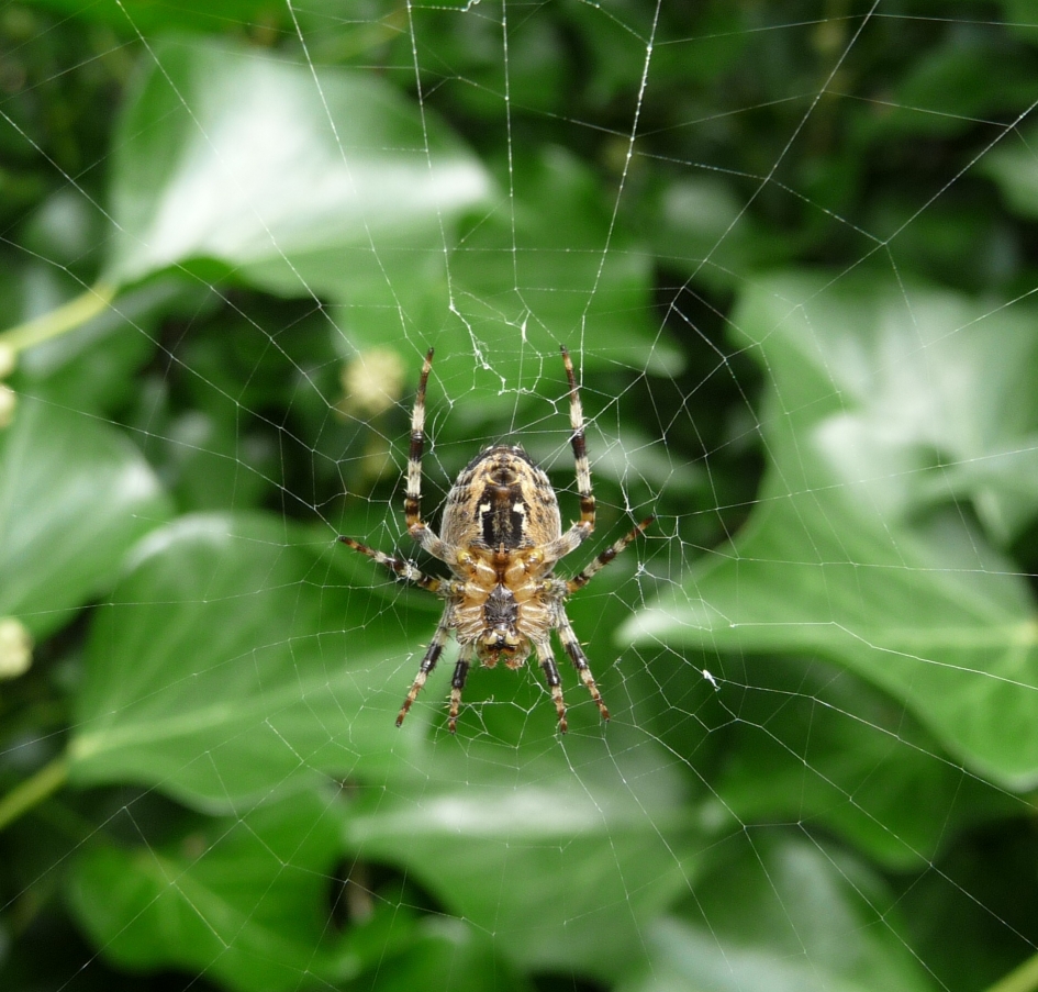 Kruisspin?? - Geleedpotigen - 