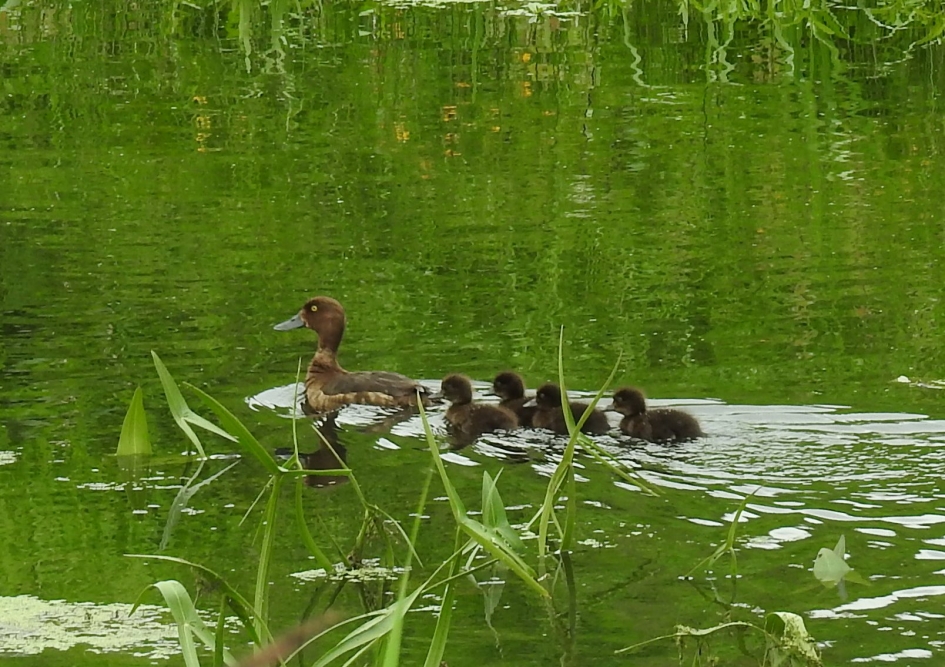 Kuifeendvrouwtje met jongen - Vogels - Kuifeend vrouw