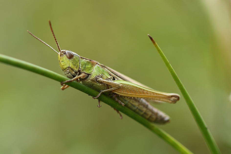 kustsprinkhaan - Geleedpotigen - 
