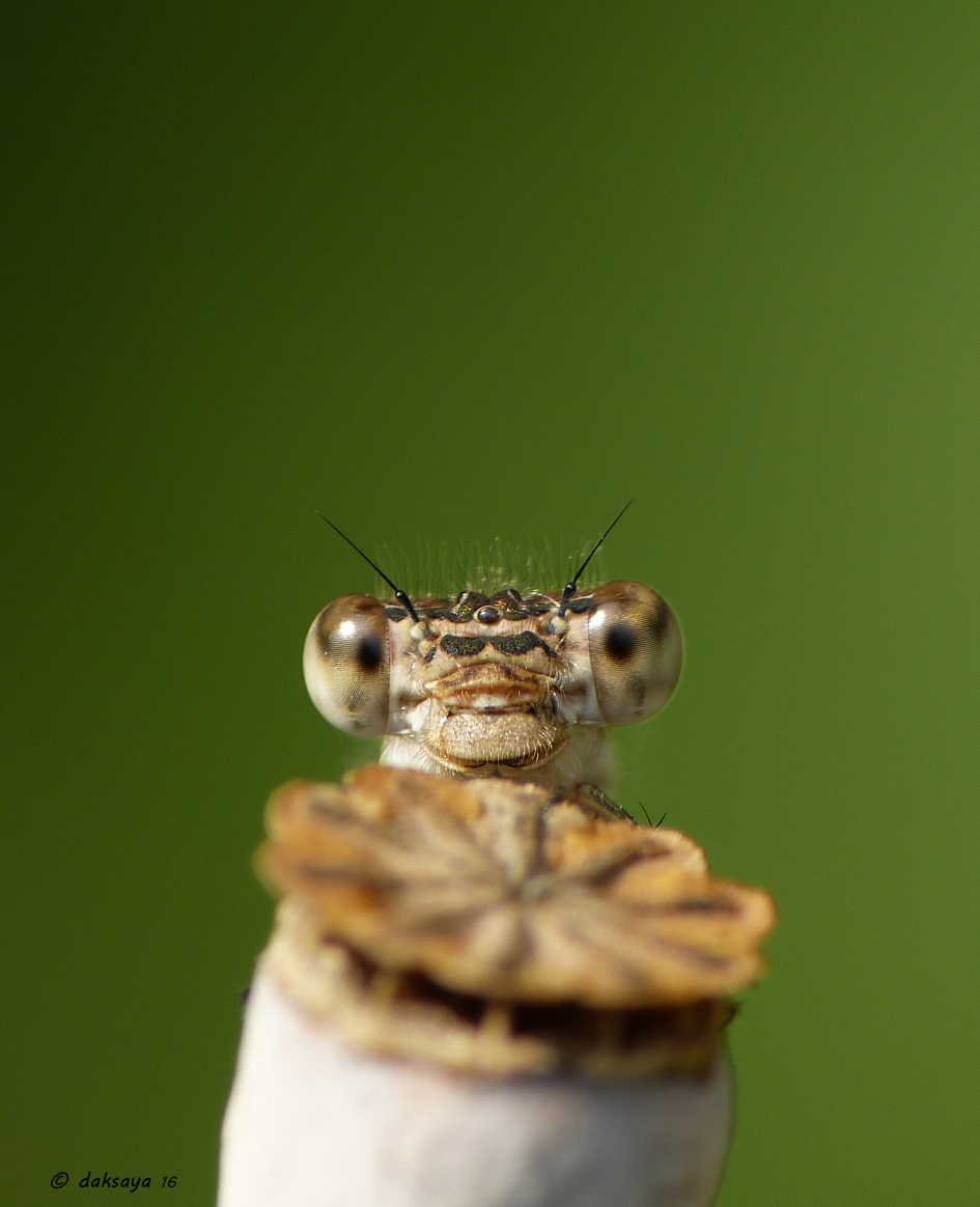 Lachebekje - Geleedpotigen - Bruine winterjuffer