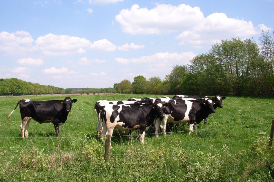 Landelijk.... - Zoogdieren - 