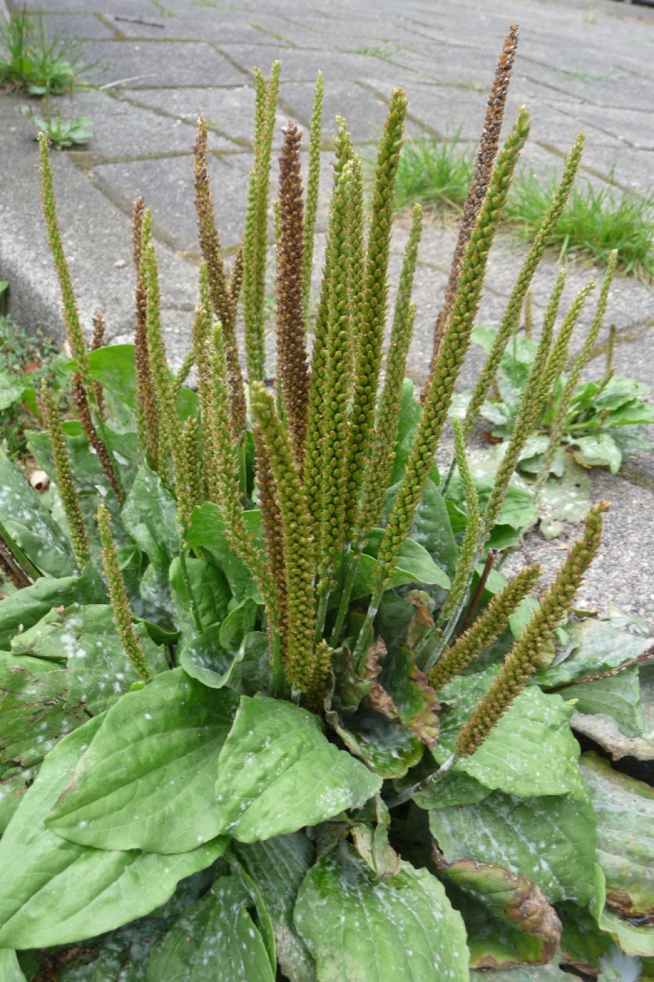 "Langs de stoep" - Planten - 