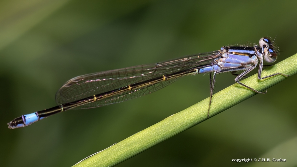 Lantaarntje - Geleedpotigen - Lantaarntje