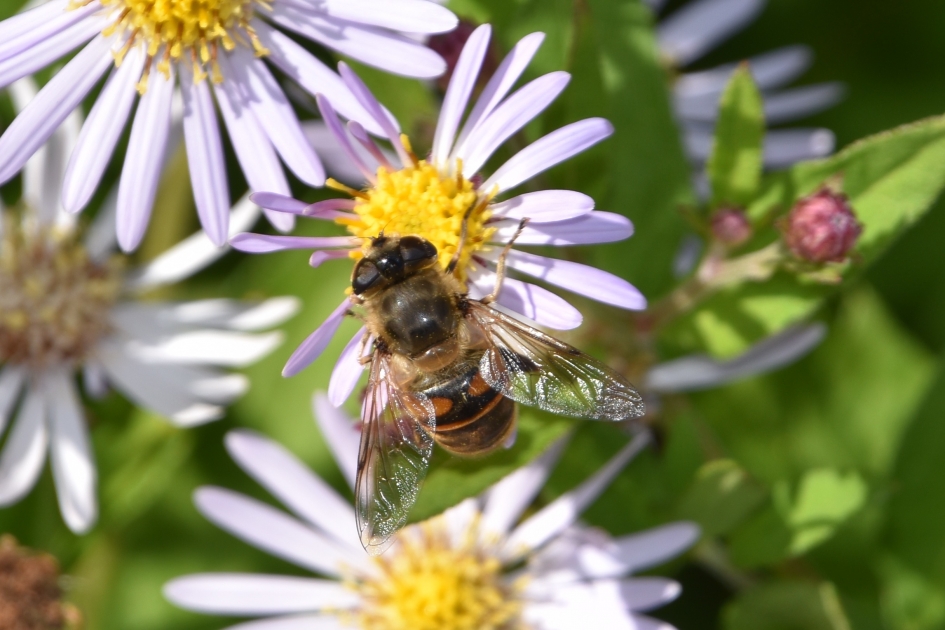 Lekker... - Geleedpotigen - 