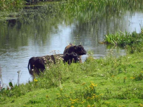 Lekker afkoelen in de Vecht