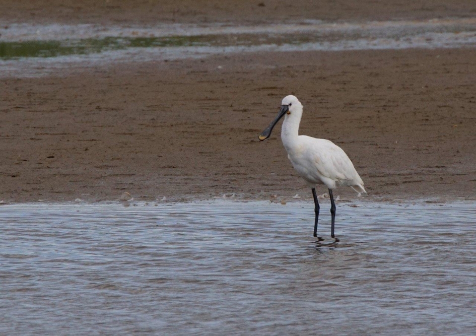 Lepelaar - Vogels - Lepelaar