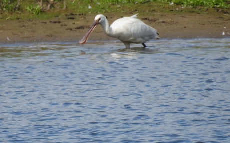 Lepelaar in de Duursche waarden