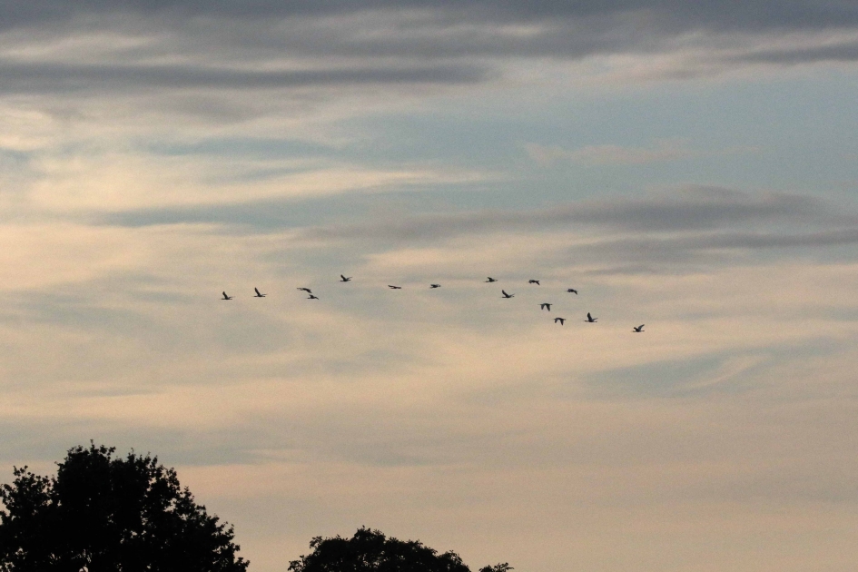 Lepelaars (1) - Vogels - 