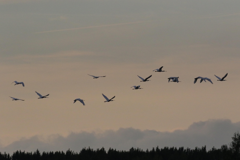 Lepelaars (2) - Vogels - 