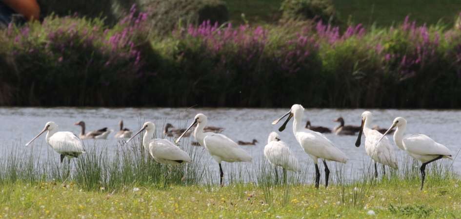Lepelaars - Vogels - 