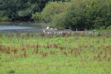 Lepelaars eneen reiger
