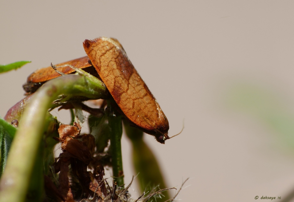 Leverkleurige bladroller (2) - Geleedpotigen - Leverkleurige bladroller