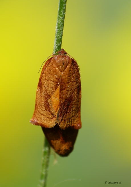 Leverkleurige bladroller