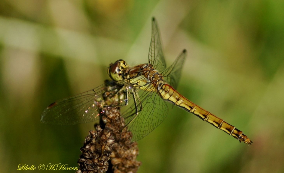 Libelle - Geleedpotigen - 