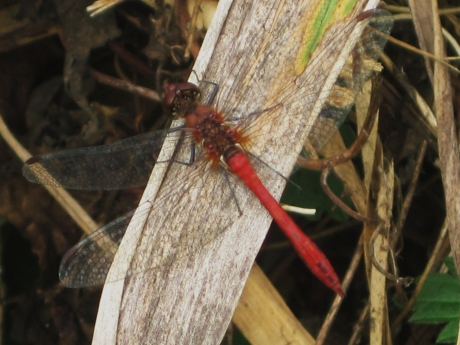 Libelle