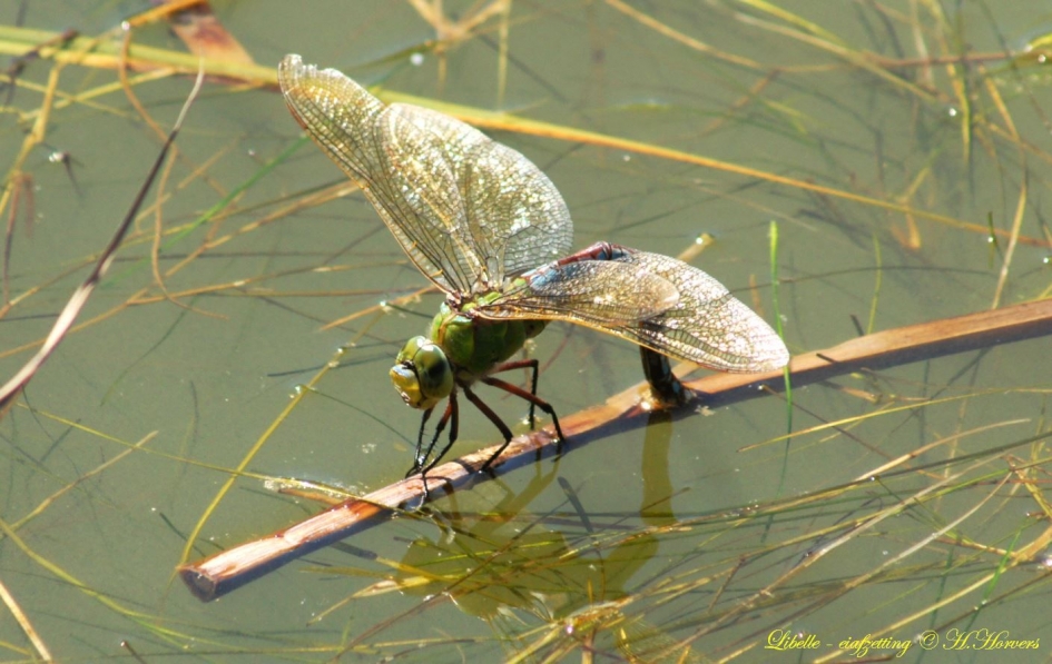 Libelle - Geleedpotigen - 