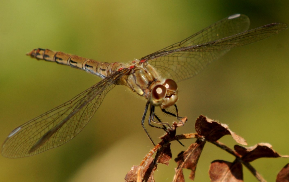Libelle - Geleedpotigen - Libelle