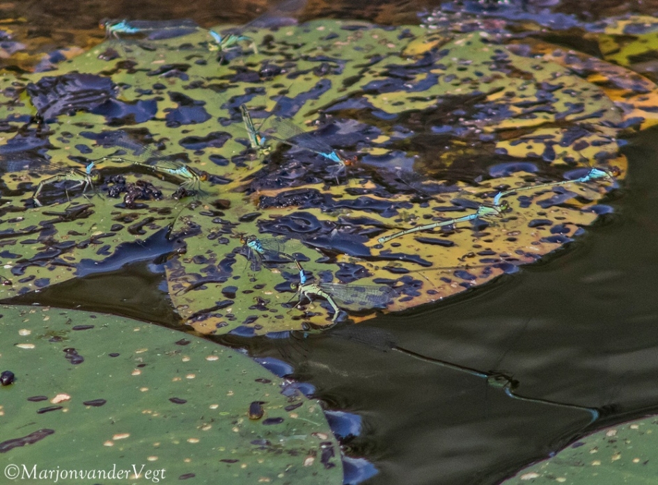Libellenfeest - Geleedpotigen - Libellen