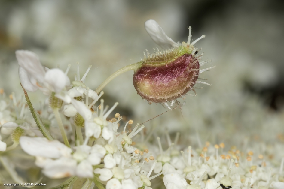 Lijkt op..... - Planten - 