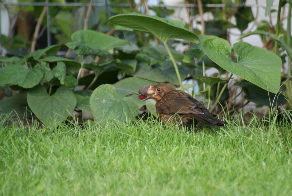 Lijster met vergroeide snavel - Vogels - lijster