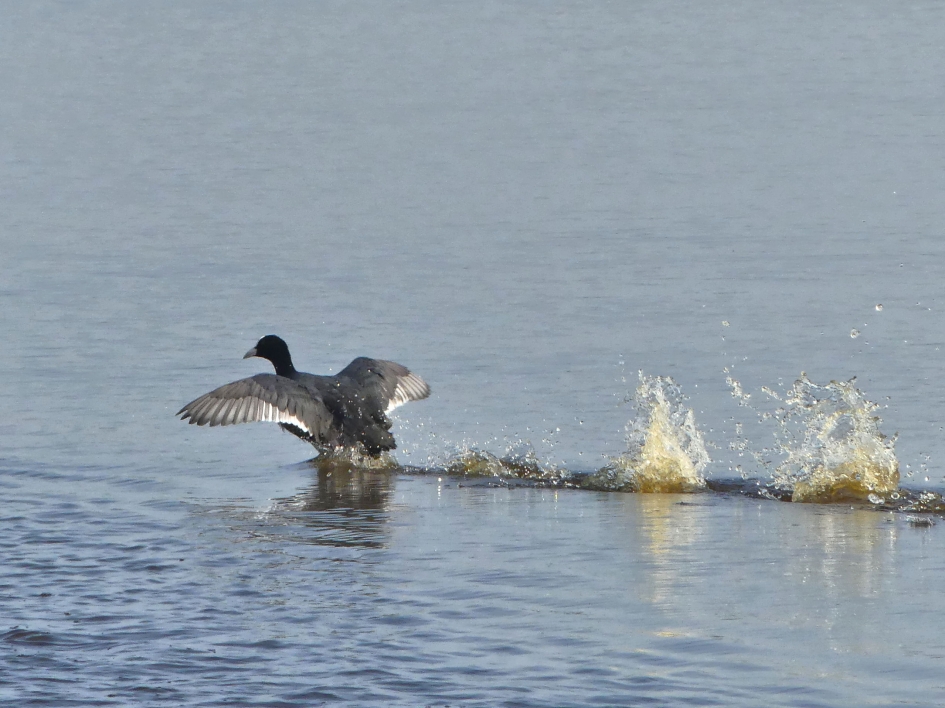 Meerkoet gaat er vandoor. - Vogels - Meerkoet