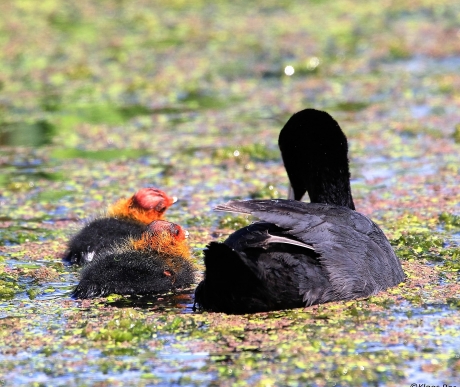 meerkoet met tweede nest jongen