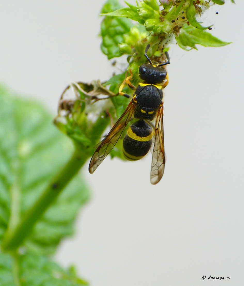 Muurwesp - Geleedpotigen - Muurwesp