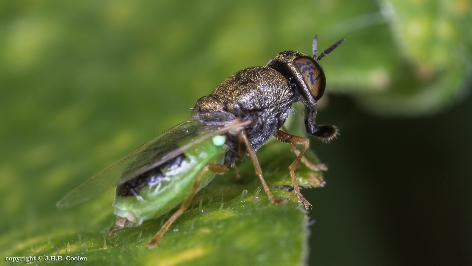 Moeraswapenvlieg (m) - Geleedpotigen - Moeraswapenvlieg