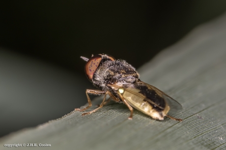 Moeraswapenvlieg (vr)