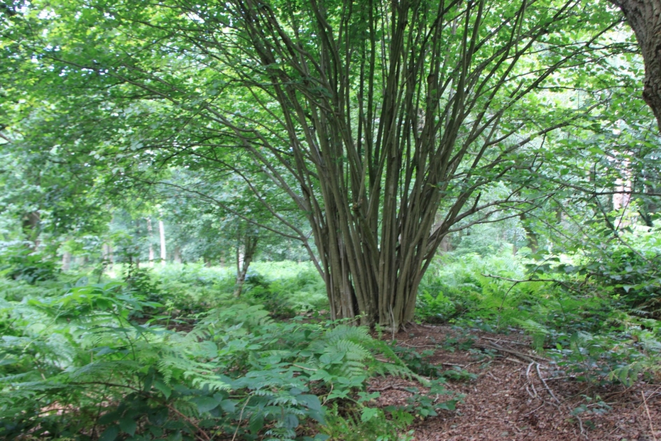 Mooi bos en heel veel varens - Planten - 