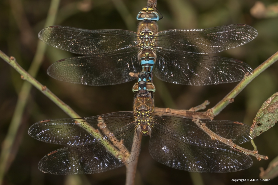 Mooi koppel - Geleedpotigen - Paardenbijter