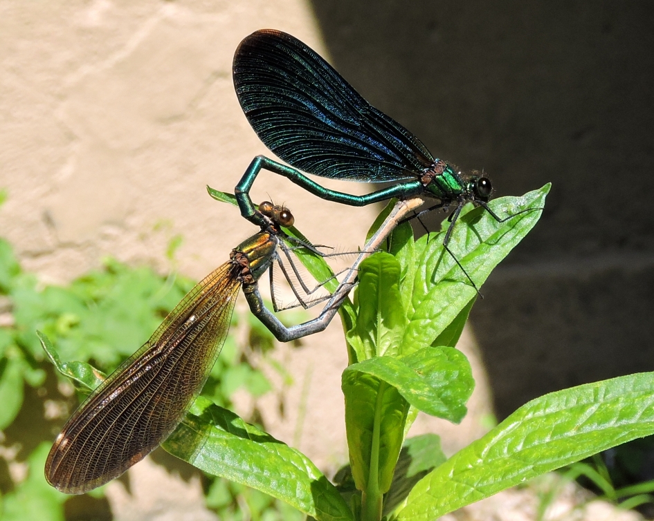 Mooi stel - Geleedpotigen - Bosbeekjuffer