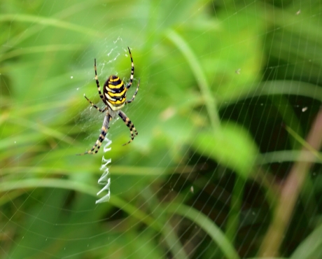 Mooi zigzagje, van de Tijgerspin