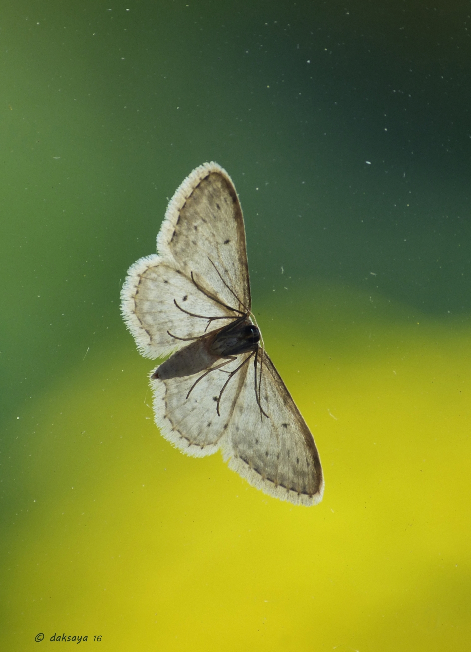 Motje - Geleedpotigen - 