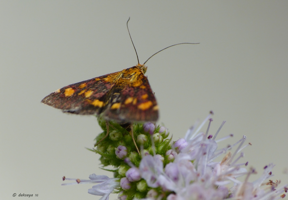 Muntvlinder - Geleedpotigen - Muntvlinder