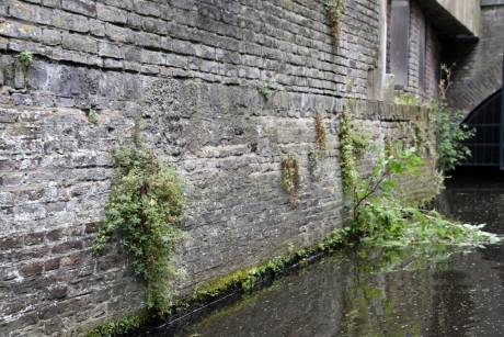 Muurtje met plantjes