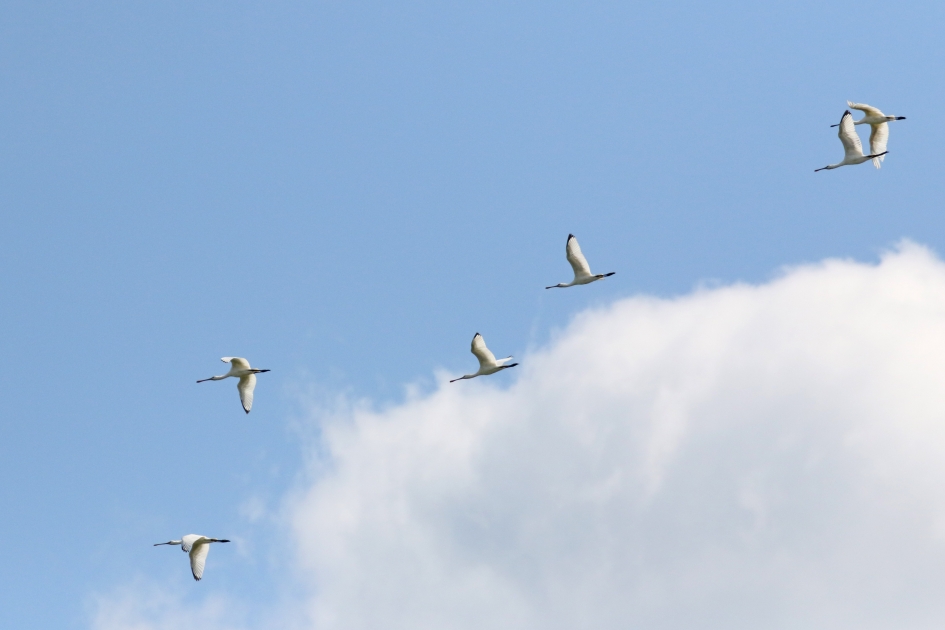 Über den Wolken... - Vogels - 